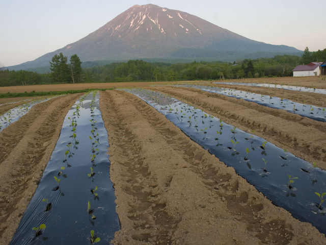 羊蹄山を一望する抜群のロケーションです_NISEKO GREEN FARM