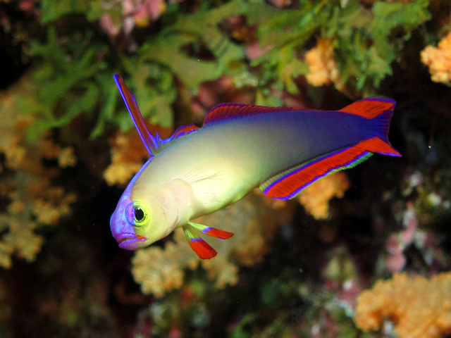 マクロ生物も充実の慶良間諸島。リクエストも受け付けております!_Audrey Diving Service