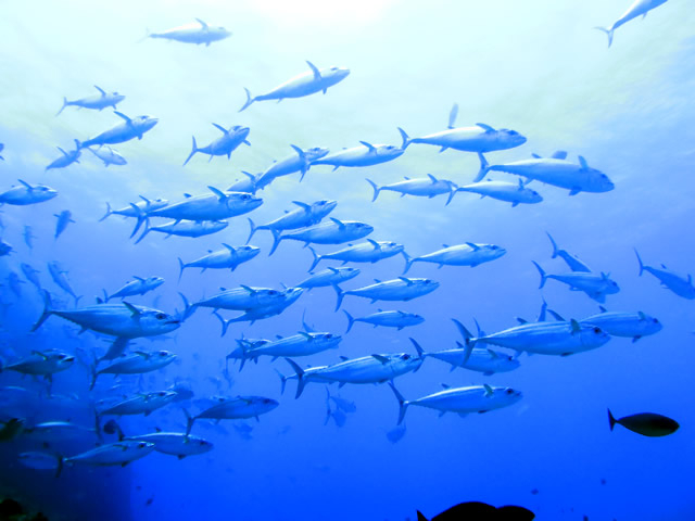 イソマグロの大群。季節限定でマグロの群れる姿が見れますよ〜_Audrey Diving Service
