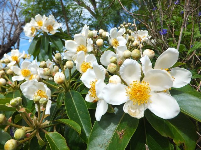 トレッキングツアーでは小笠原でしか出逢えない固有種の動植物も探して観察します。_小笠原自然探検隊ONE