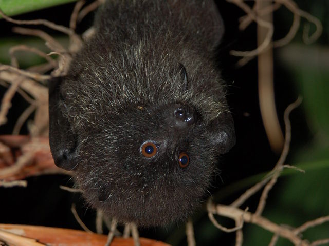 ナイトツアーで探すオガサワラオオコウモリは、よ〜く見るととってもカワイイお顔!_小笠原自然探検隊ONE