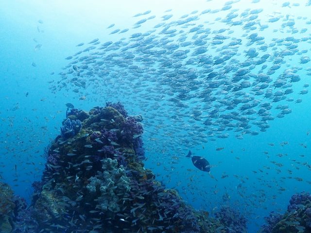 ビタガ根_熱海マリンスポーツクラブ