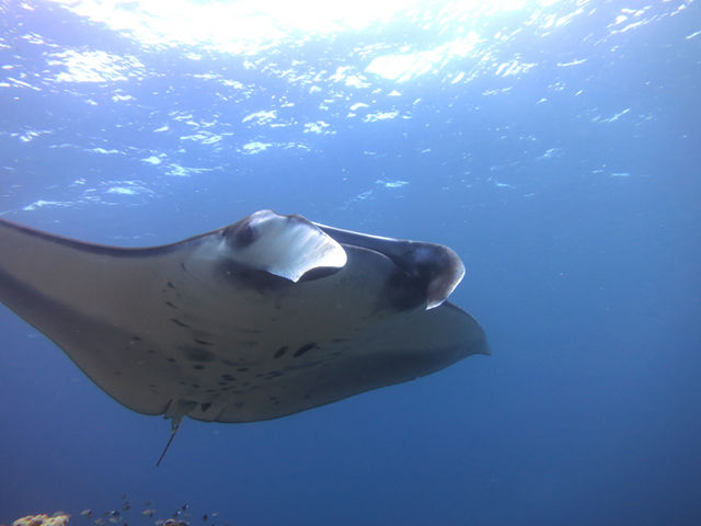 秋にはマンタの大接近も!_Coco Dive