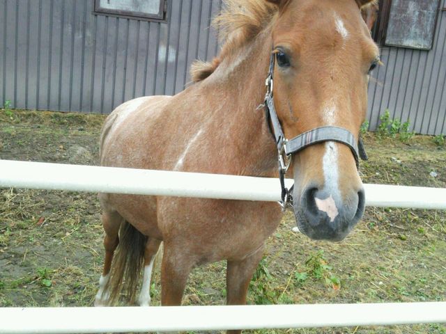 北広島乗馬クラブ