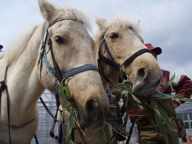 かわいい馬たちがお待ちしております!_カナディアンキャンプ北海道 乗馬クラブリーフ