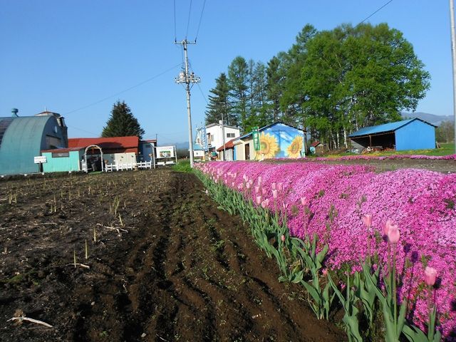 道路の両側にピンクの芝桜が来訪者を美しく出迎えます。_ノースファーミング仁田
