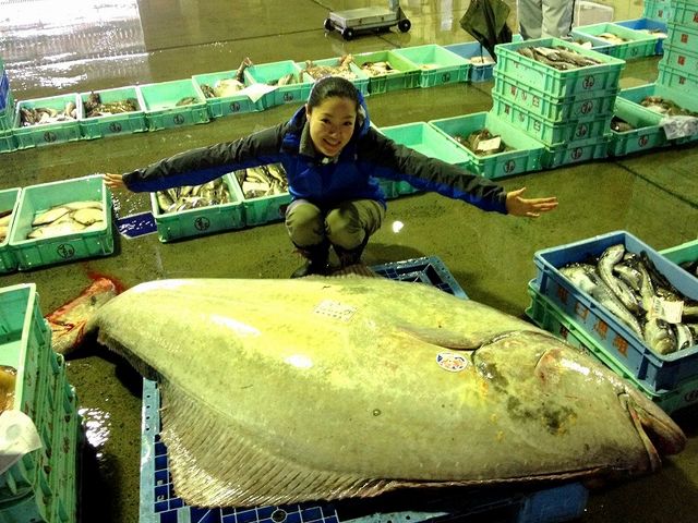 こんな大物があがることも!多種多様な魚種があがる豊穣な羅臼の海です。_知床らうすリンクル