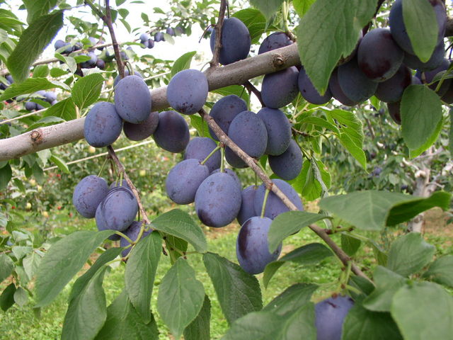 中井観光農園