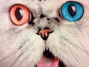 kialaの写真3