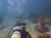 ハーモニーダイビングショップの写真4