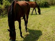 WEST ROAD RANCHの写真4