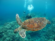 バグース ダイビングセンターの写真2