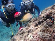 青の洞窟 Dive きよらの写真3