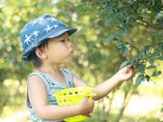 西条ブルーベリー農園の写真2