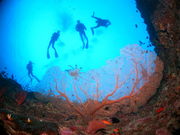 M-Baseダイビングサービスの写真3