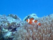 アクアデートの写真3