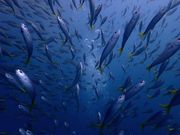 はごろもマリンサービス大瀬崎の写真4