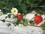 南阿蘇イチゴ園 ベリー樹ベリーの写真2