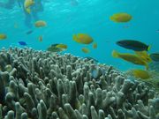 カヤック&シュノーケリング専門 海遊倶楽部の写真3