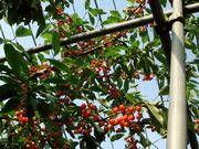 マルカりんご園の写真2