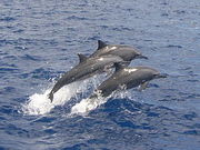 ピピダイビングスクールの写真2