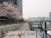 東京ウォータウェイズの写真2