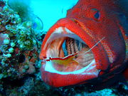 KAITO Dive Supportの写真4