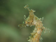 ダイビングスクールオーシャンの写真2