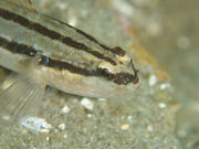 ダイビングスクールオーシャンの写真4