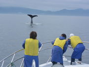 (有)丸は宝来水産ゴジラ岩観光知床半島ラウスクルーズの写真4