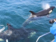 (有)丸は宝来水産ゴジラ岩観光知床半島ラウスクルーズの写真2