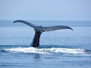 (有)丸は宝来水産ゴジラ岩観光知床半島ラウスクルーズの写真3