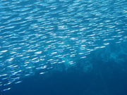 伊豆大島ダイビングセンターカラーズの写真2