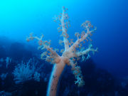 伊豆大島ダイビングセンターカラーズの写真3