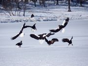 根室ネイチャーセンターの写真3