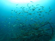 だいびんぐしょっぷ海家の写真2