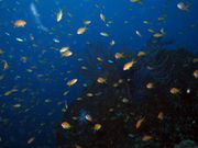 だいびんぐしょっぷ海家の写真3