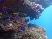 白浜のダイビングスクール ダイブサプライの写真2