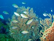 BeachBum DIVE&SUPの写真4