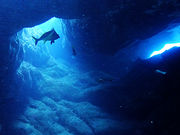 八丈島ダイビングショップアラベスクの写真2