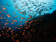 八丈島ダイビングショップアラベスクの写真3