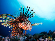 八丈島ダイビングショップアラベスクの写真4