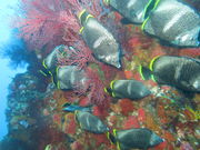 オリーブダイビングクラブの写真4