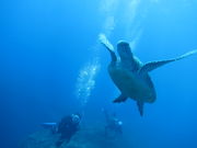 オリーブダイビングクラブの写真2