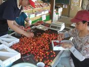 槙農園 観光さくらんぼもぎとり園の写真2