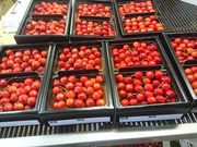 槙農園 観光さくらんぼもぎとり園の写真4