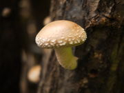 涼、憩いの里 峯自然園(バーベキュー場・椎茸屋)の写真4