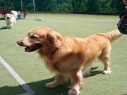 ステラフェリス本館 ドッグランの写真4