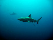 Audrey Diving Serviceの写真2