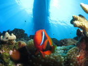 Audrey Diving Serviceの写真3